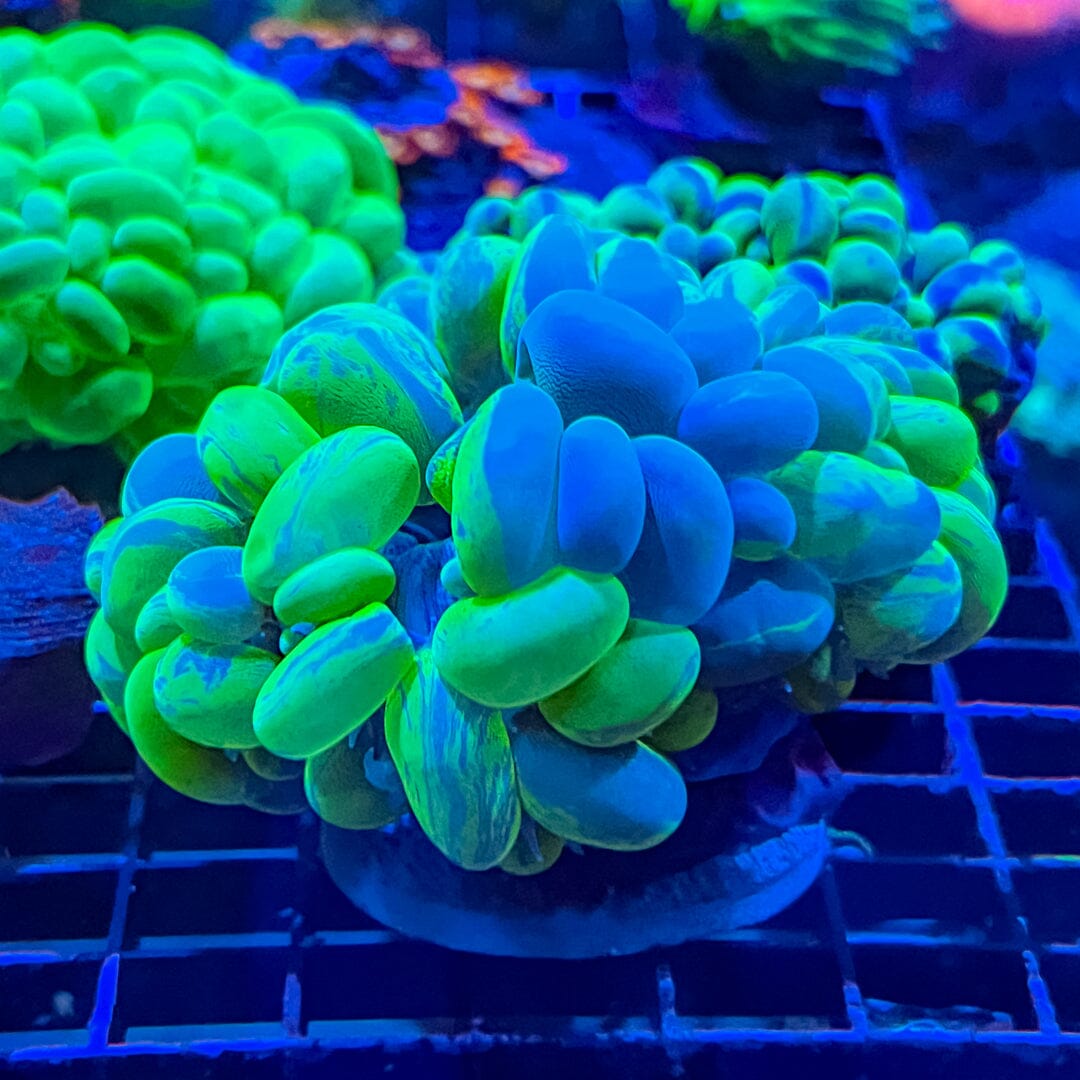 Green/Blue Splatter Bubble - WYSIWYG (A-Grade) Reef Lounge Coral 