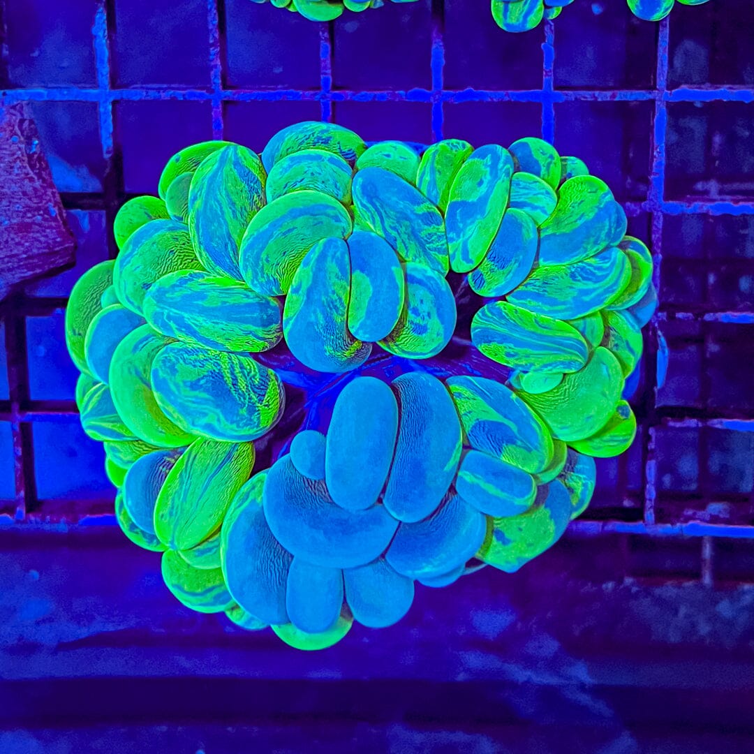 Green/Blue Splatter Bubble - WYSIWYG (A-Grade) Reef Lounge Coral 