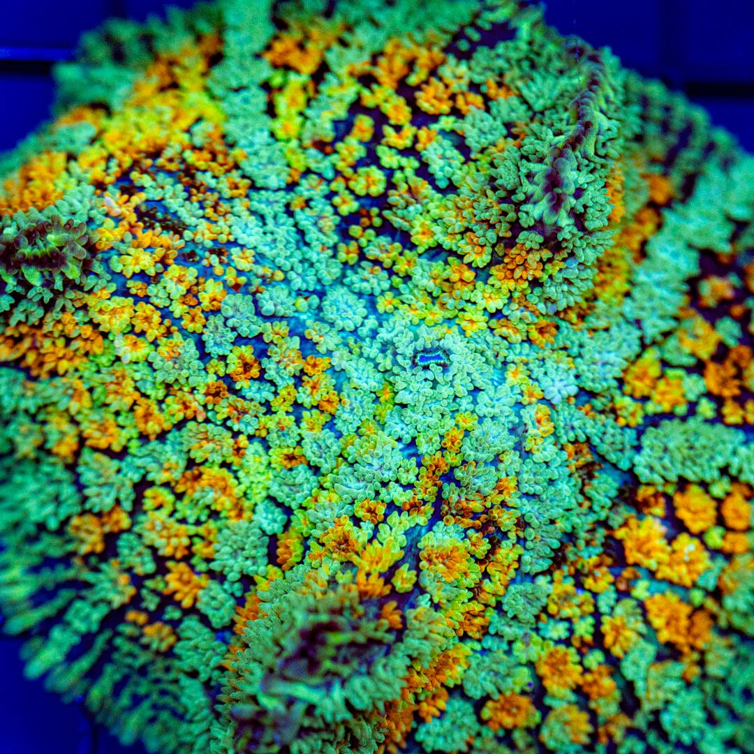 Hairspray Mushroom XL - WYSIWYG Reef Lounge Coral 