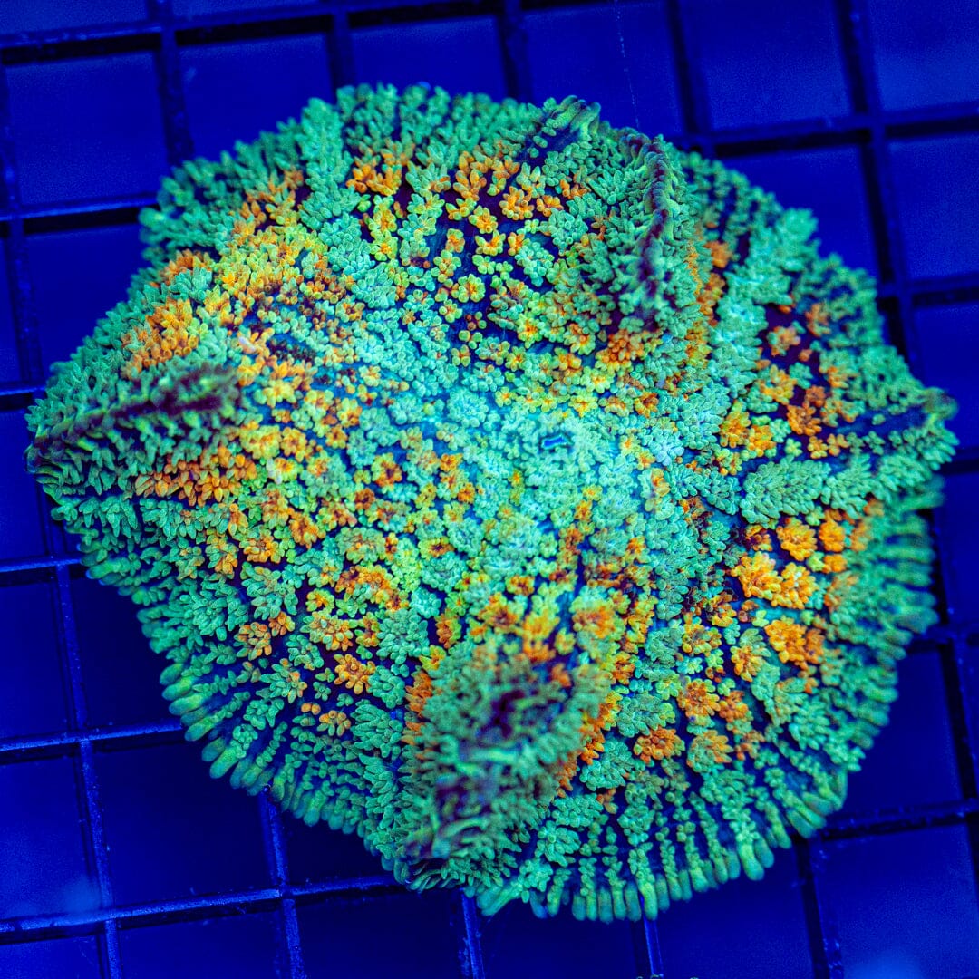 Hairspray Mushroom XL - WYSIWYG Reef Lounge Coral 