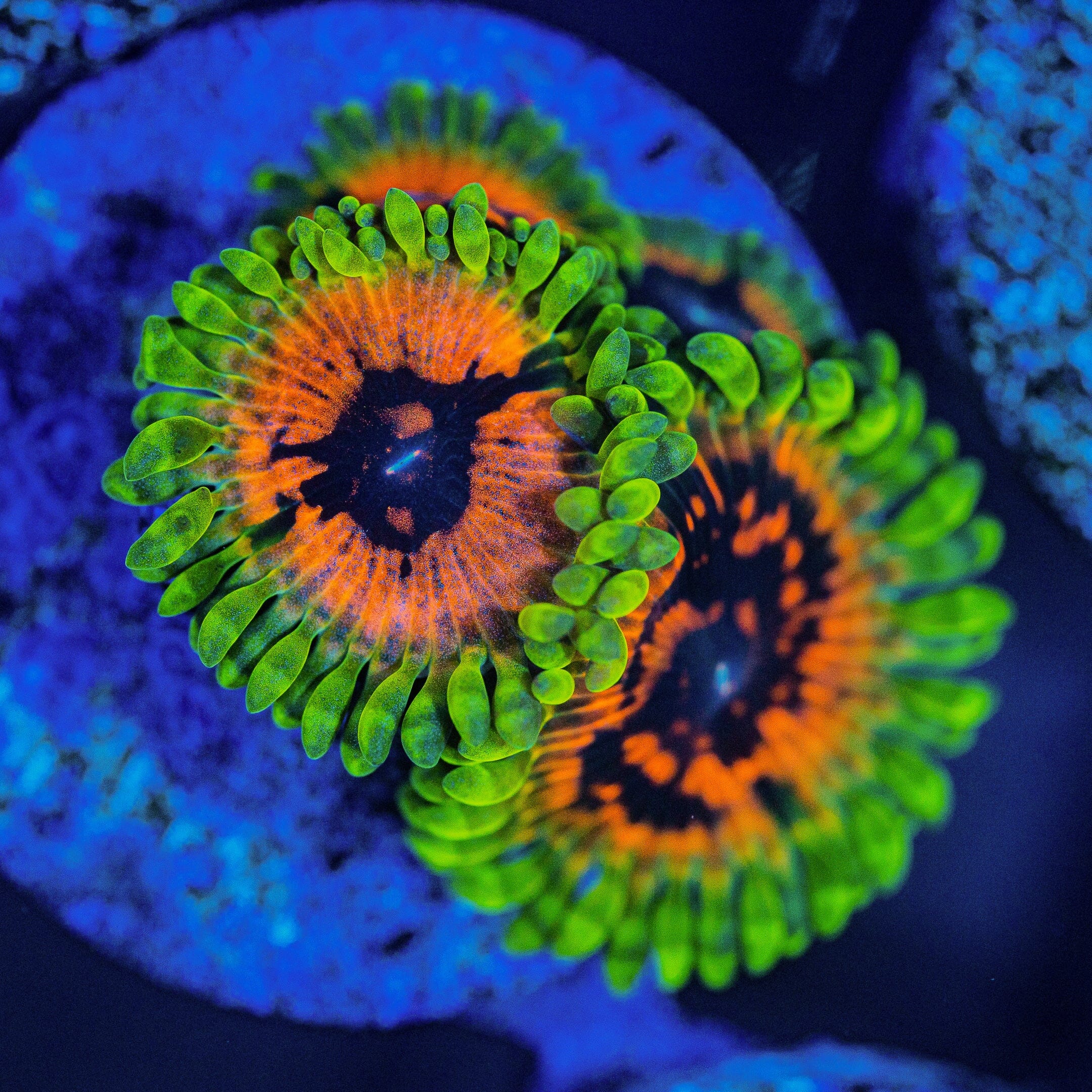 Hallucination Zoanthids Soft Coral Reef Lounge USA 