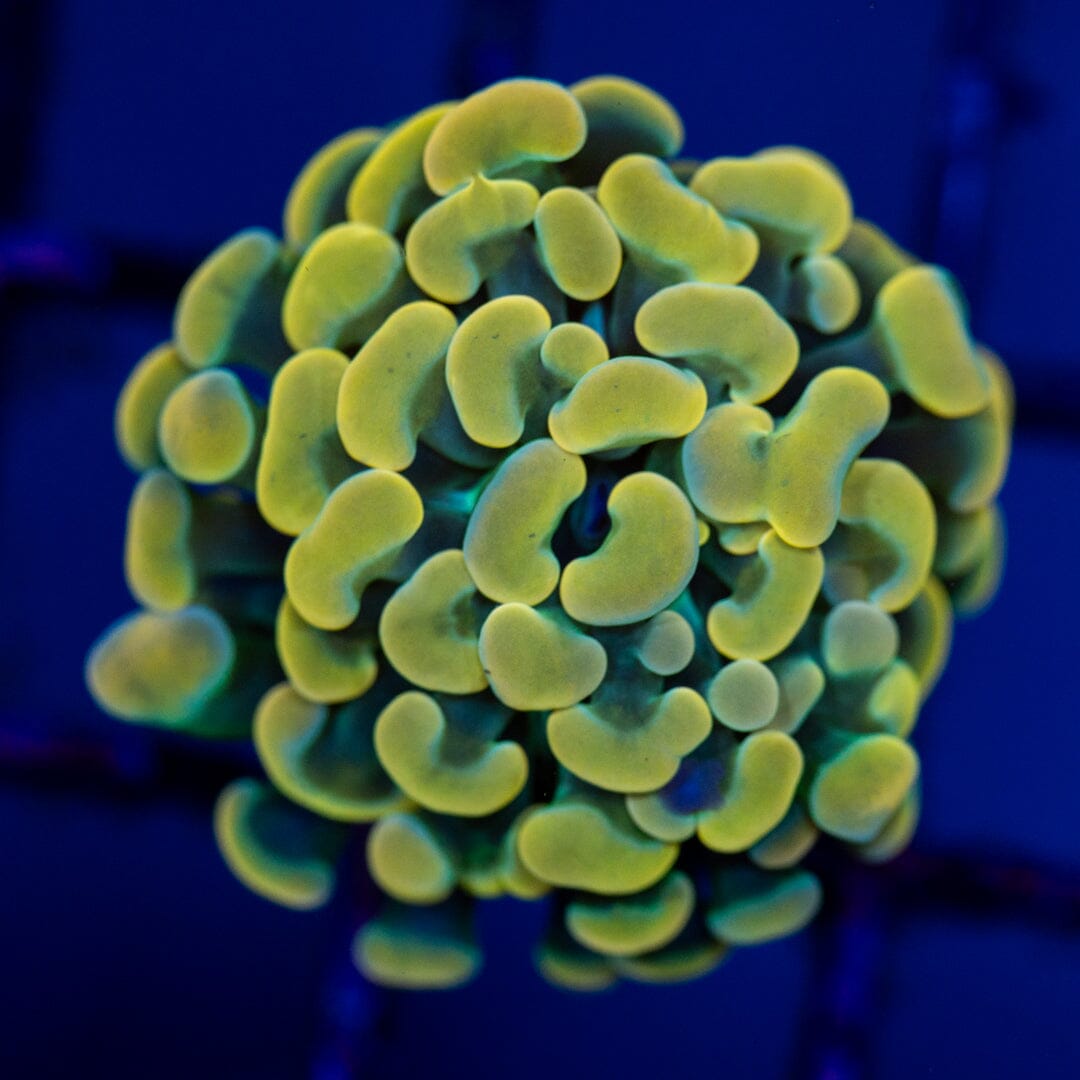 Hammer 2A - WYSIWYG Reef Lounge Norco 