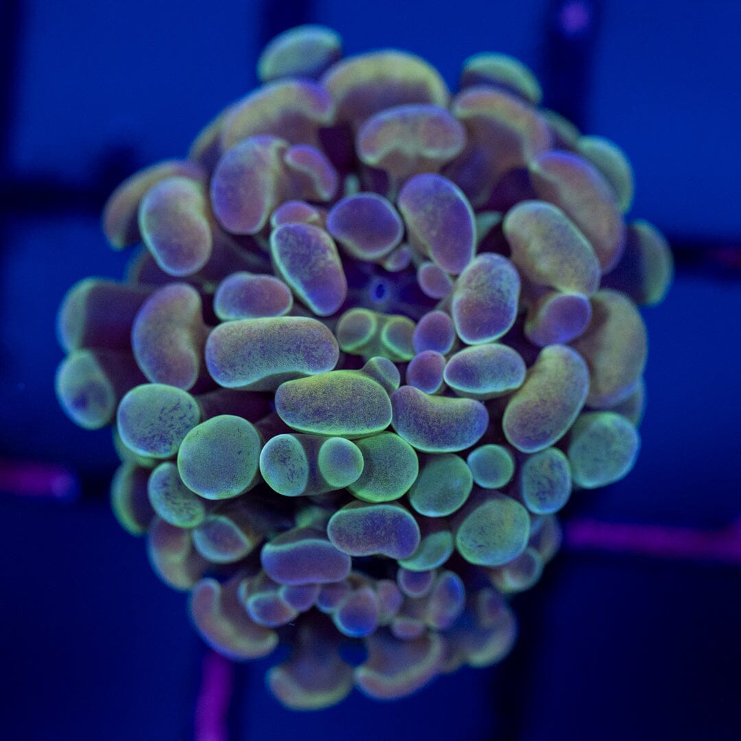 Hammer 3A - WYSIWYG Reef Lounge Norco 