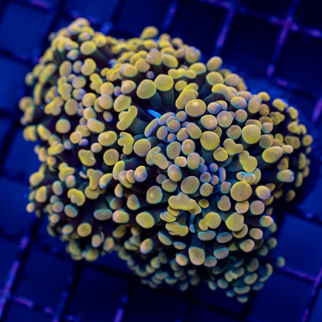 Hammer Colony 1B - WYSIWYG Reef Lounge Norco 