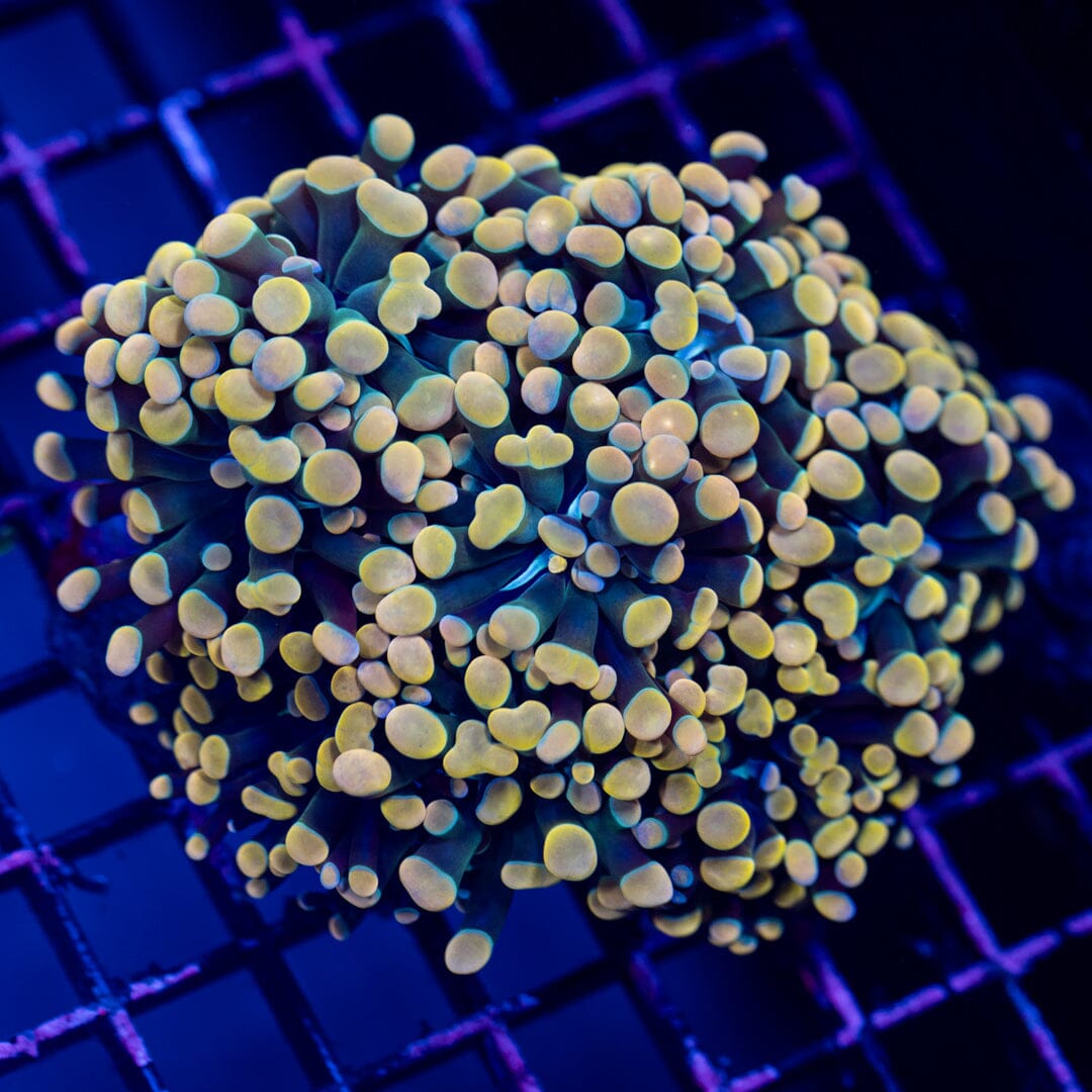 Hammer Colony 4B - WYSIWYG Reef Lounge Norco 