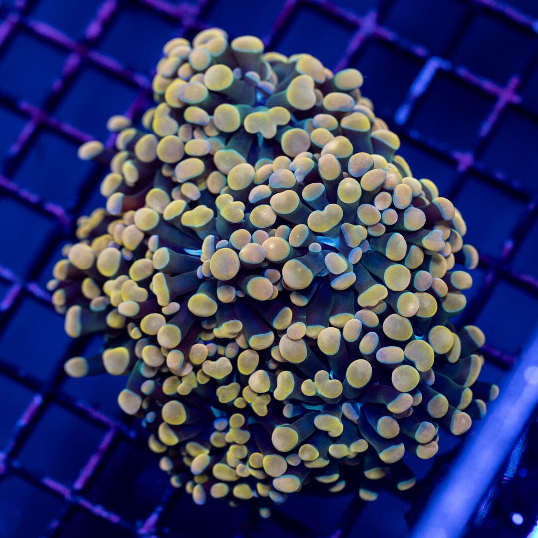 Hammer Colony 4B - WYSIWYG Reef Lounge Norco 