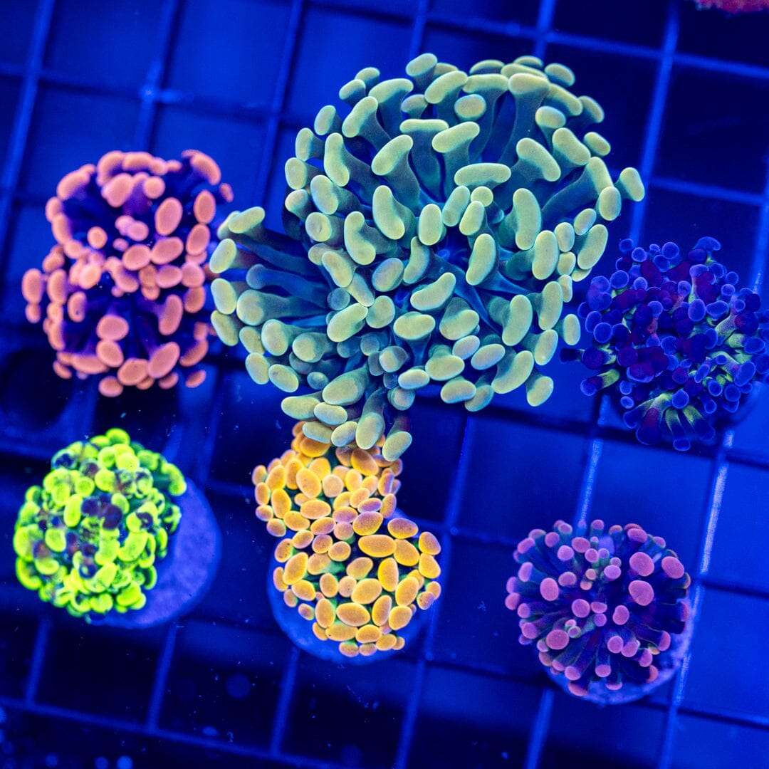 Hammer Coral 6 pack - WYSIWYG Reef Lounge Coral 