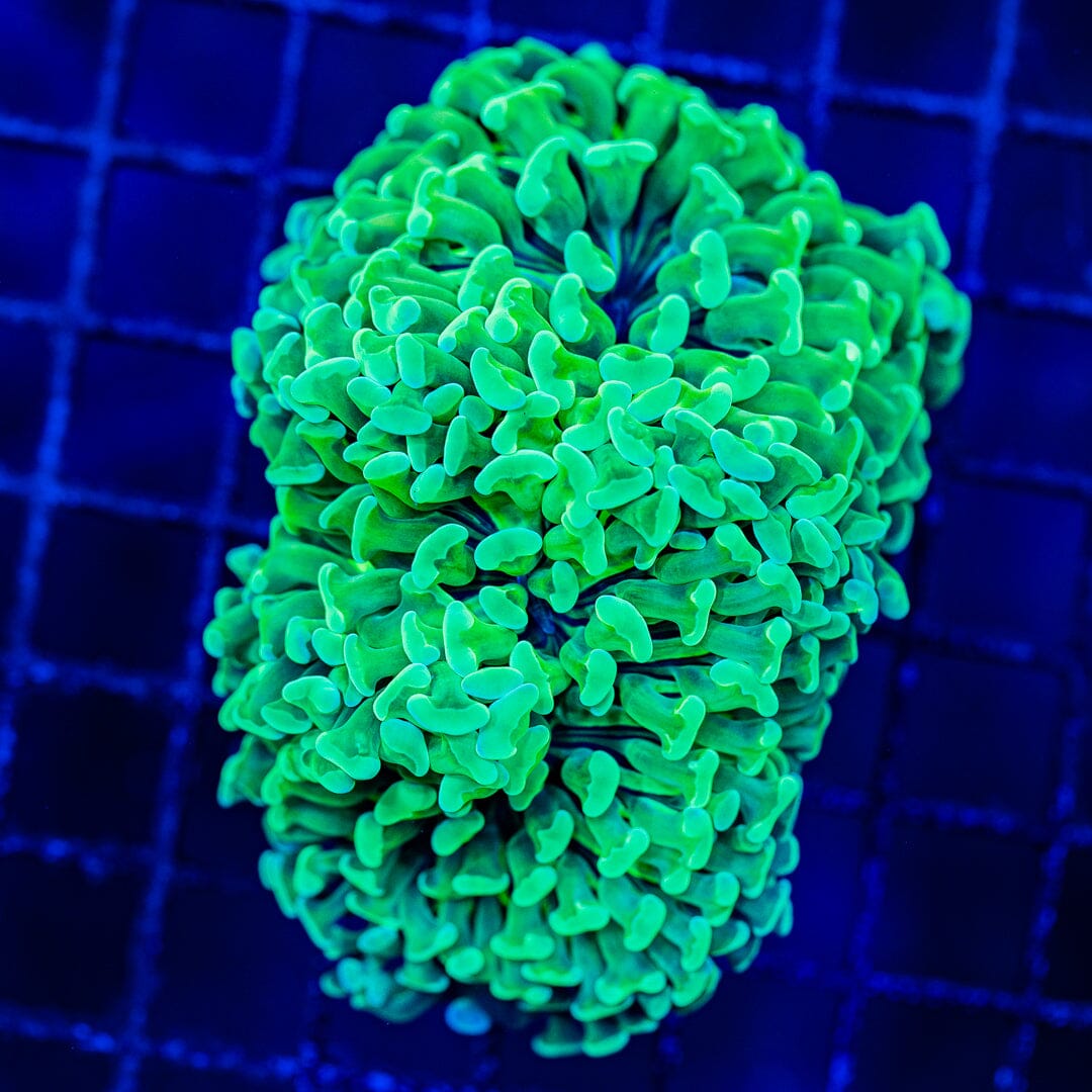 HG-type Wall Hammer - WYSIWYG Colony Reef Lounge Norco 