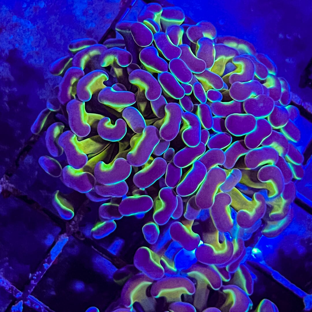 High End Hammer - 3 pack Reef Lounge Coral 