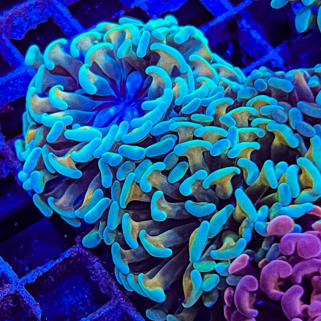 High End Hammer - 3 pack Reef Lounge Coral 