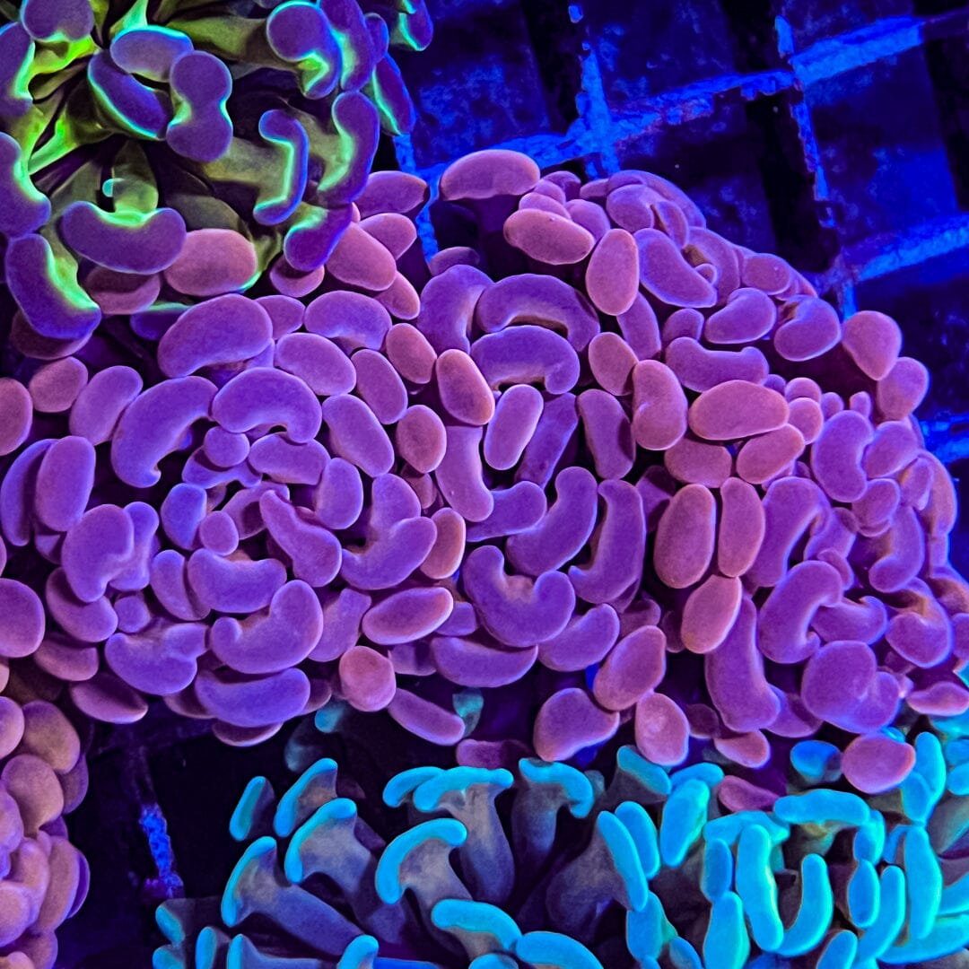 High End Hammer - 3 pack Reef Lounge Coral 