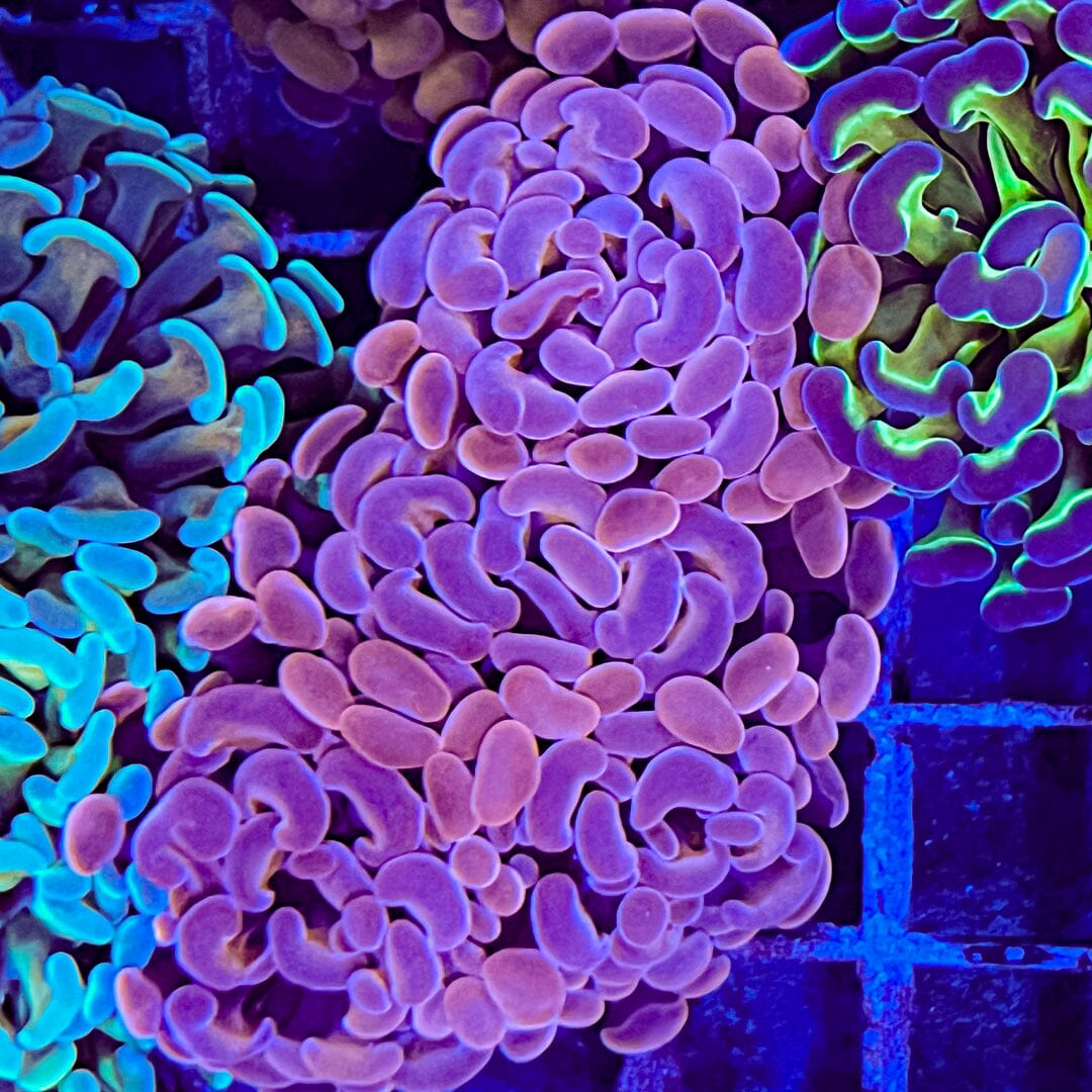 High End Hammer - 3 pack Reef Lounge Coral 