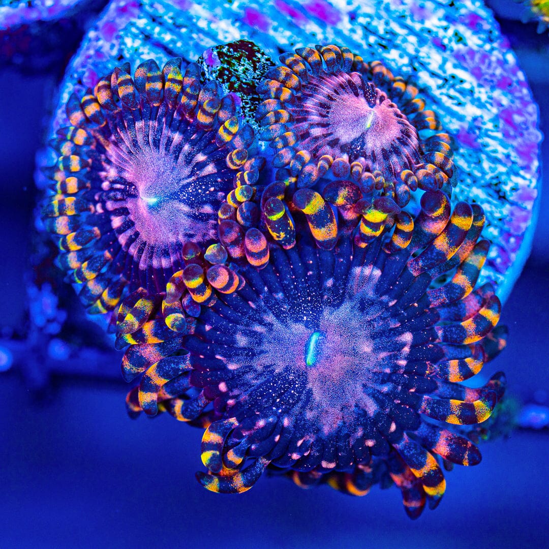 High End Zoa Pack - E Zoa Reef Lounge USA 