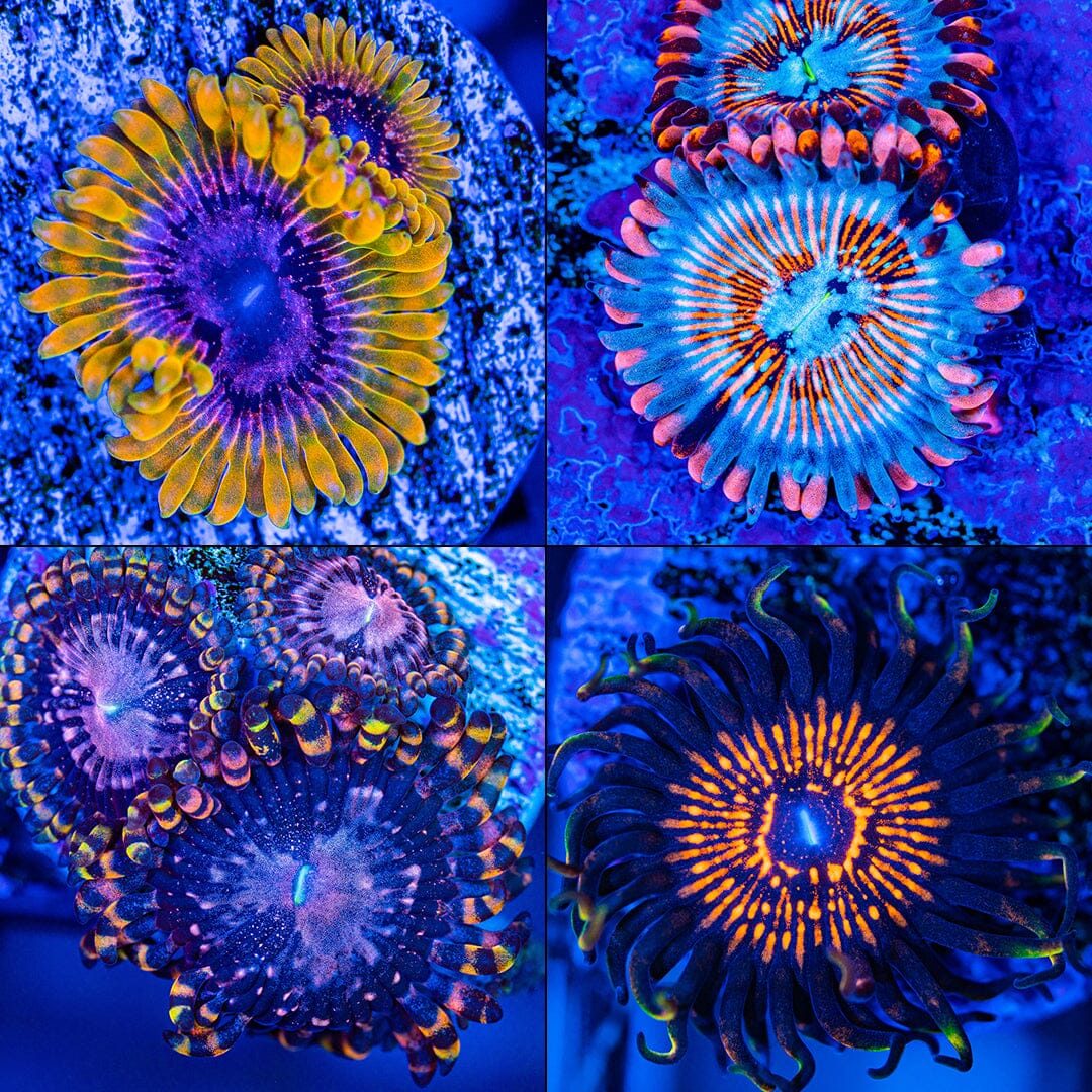 High End Zoa Pack - E Zoa Reef Lounge USA 