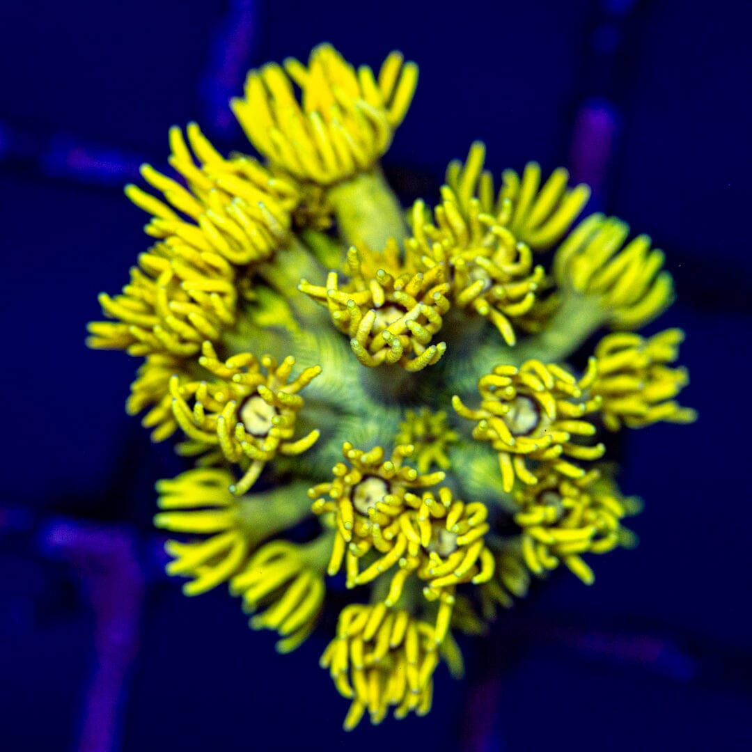 Highlighter Goniopora 1A - WYSIWYG Reef Lounge Norco 