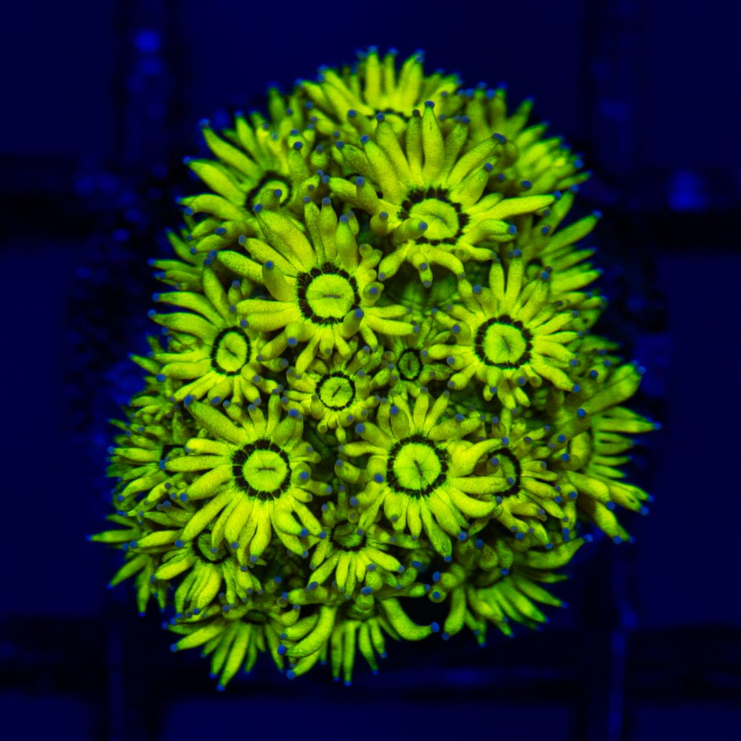 Highlighter Goniopora #1A - WYSIWYG Reef Lounge Norco 