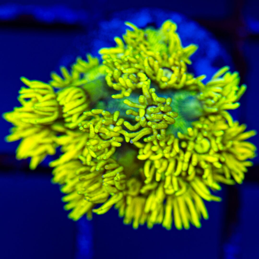 Highlighter Goniopora 1D - WYSIWYG LPS Coral Reef Lounge USA 