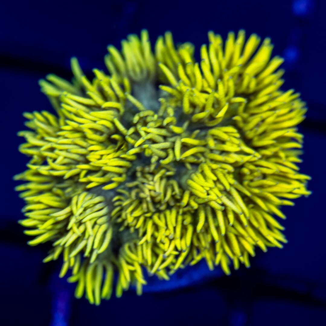 Highlighter Goniopora Reef Lounge Coral 