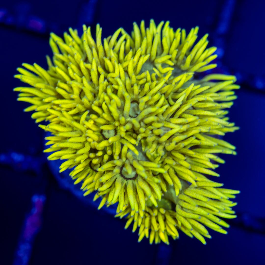 Highlighter Goniopora Reef Lounge Coral 
