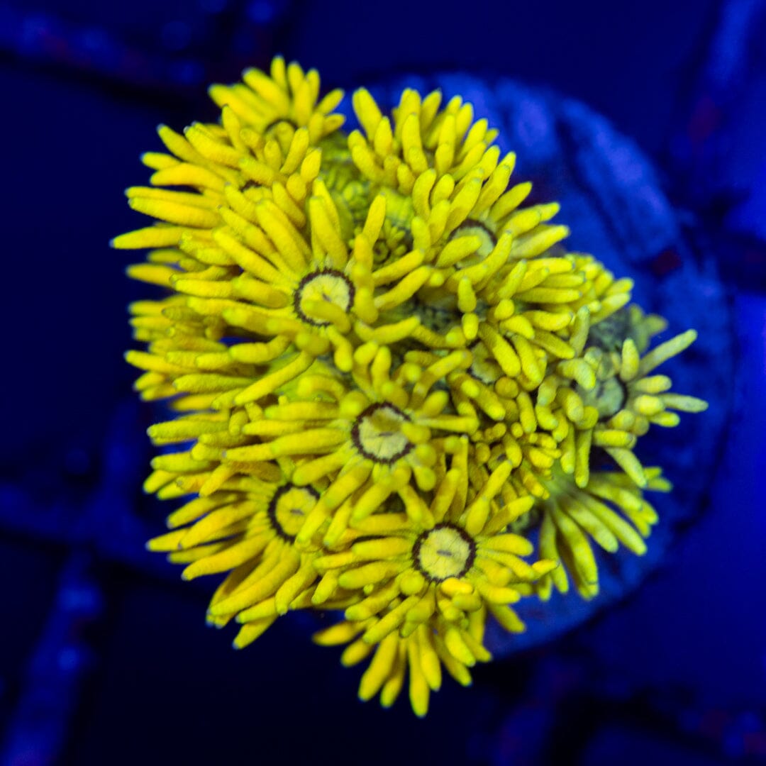 Highlighter Goniopora Reef Lounge Coral 