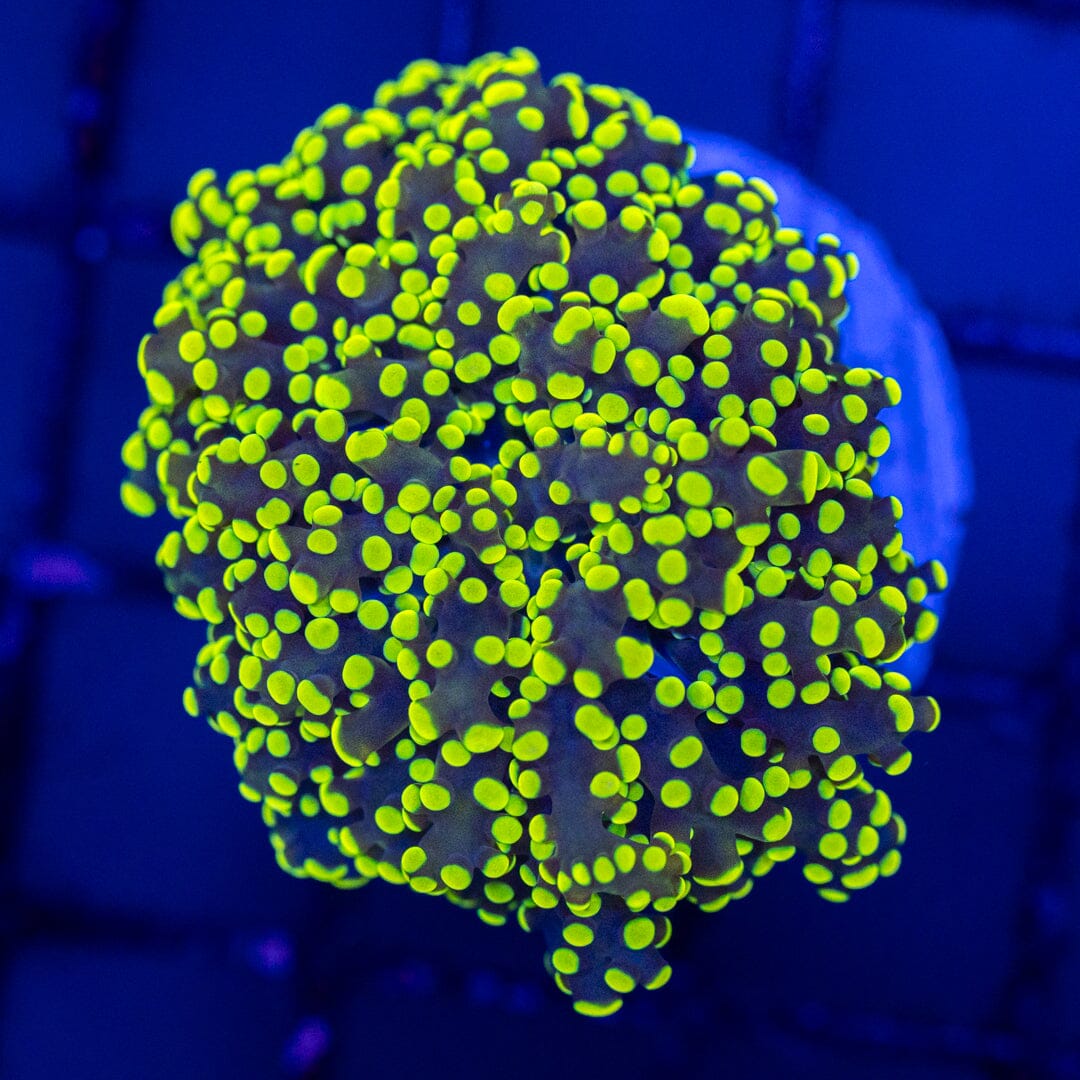 Highlighter Octospawn Reef Lounge Norco 