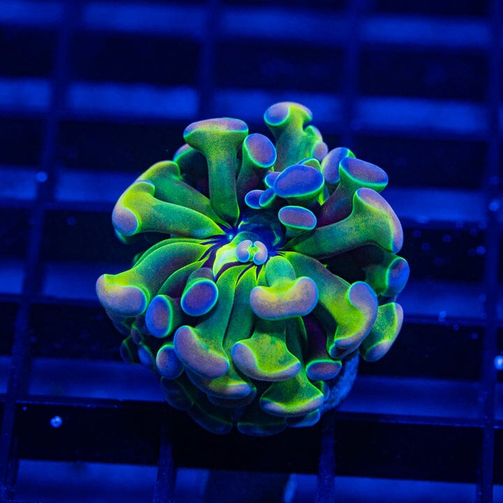 Hologram Branching Hammer (need more time to color up) - WYSIWYG Auction Reef Lounge Norco 