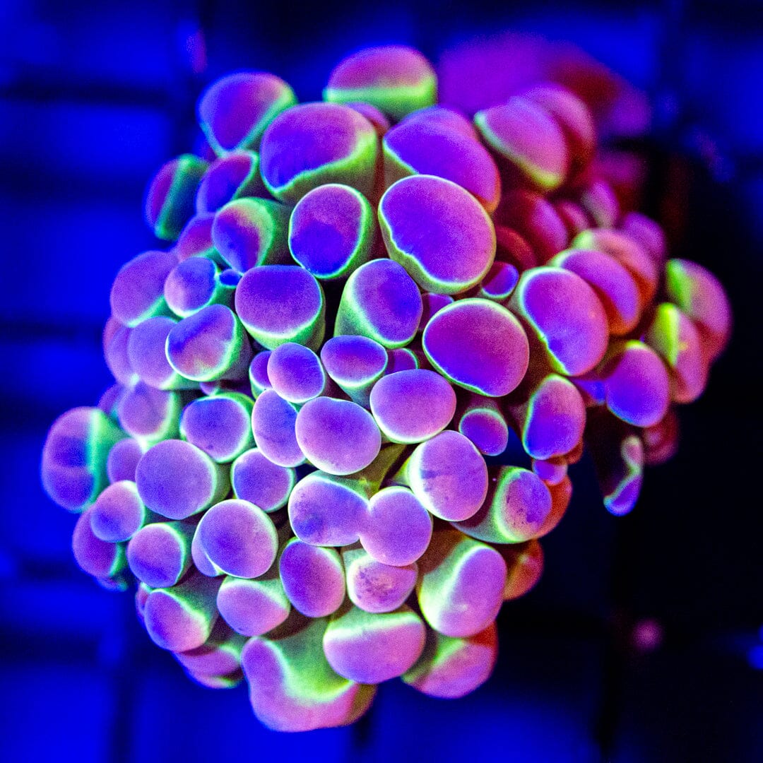 Hologram Hammer (2 heads) - WYSIWYG LPS Coral Reef Lounge USA 