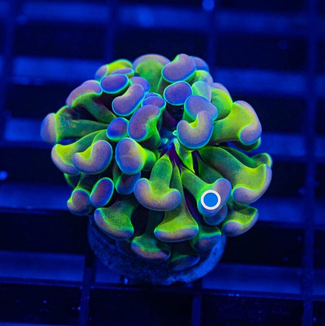 Hologram Hammer Reef Lounge Coral 