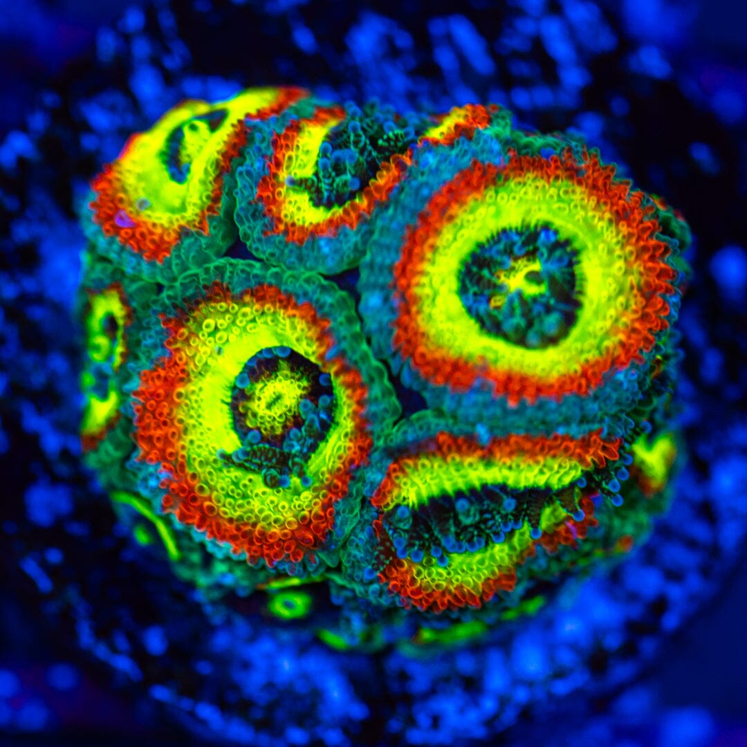 Holy Grail Micromussa 1A - WYSIWYG LPS Coral Reef Lounge USA 