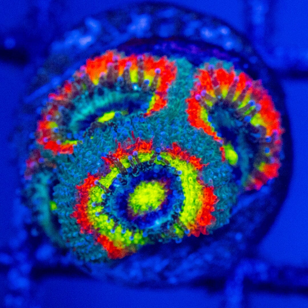 Holy Grail Micromussa #1A - WYSIWYG Reef Lounge Norco 