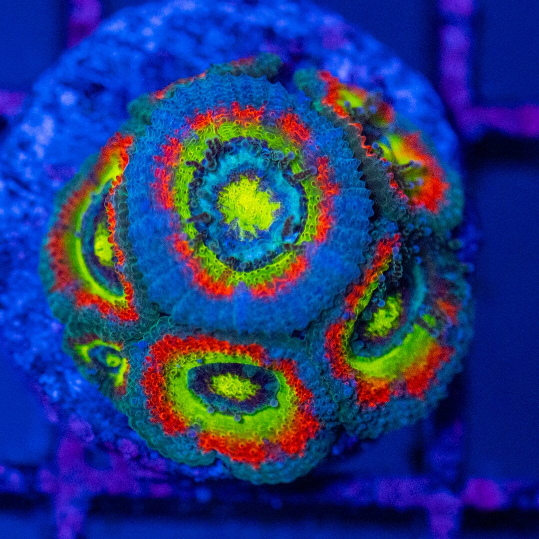 Holy Grail Micromussa 2A - WYSIWYG Octospawn Reef Lounge USA 