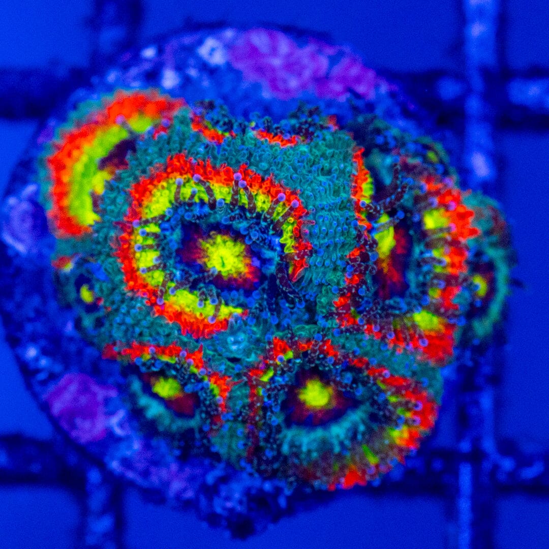 Holy Grail Micromussa #2A - WYSIWYG Reef Lounge Norco 