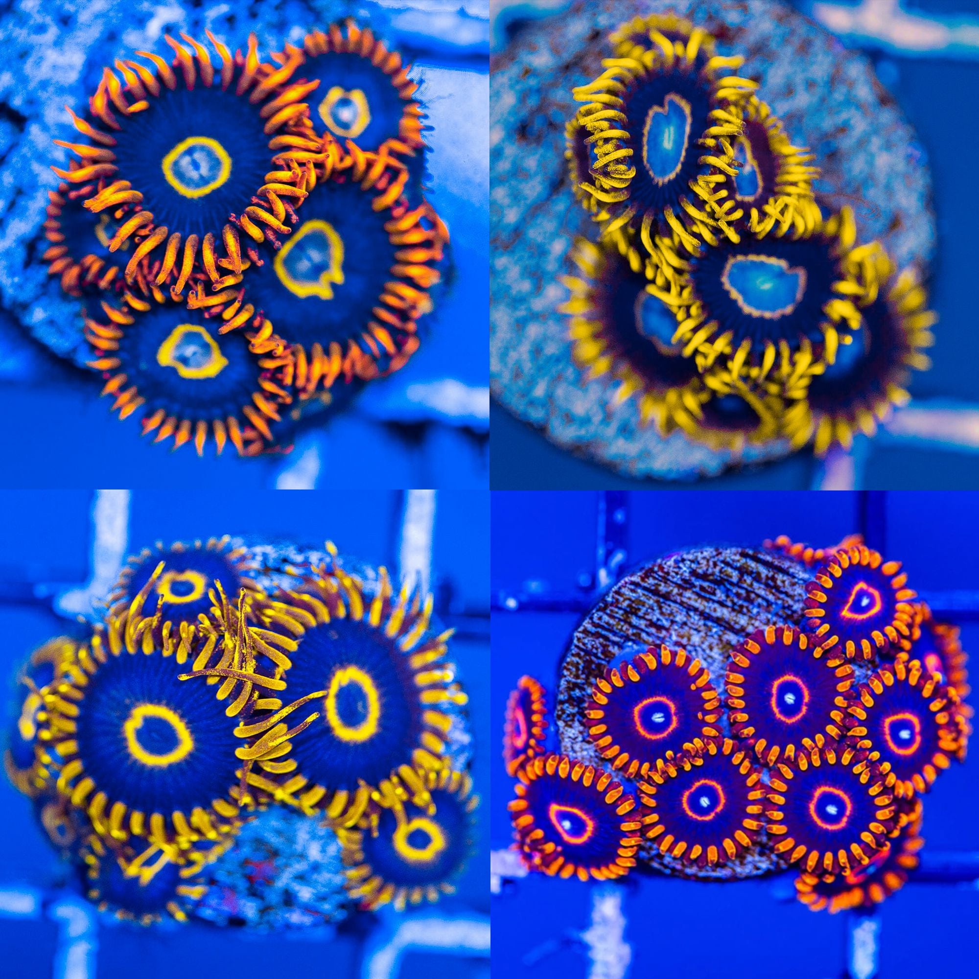 Hornets - Zoa Pack #1 - Frag Pack Reef Lounge Norco 