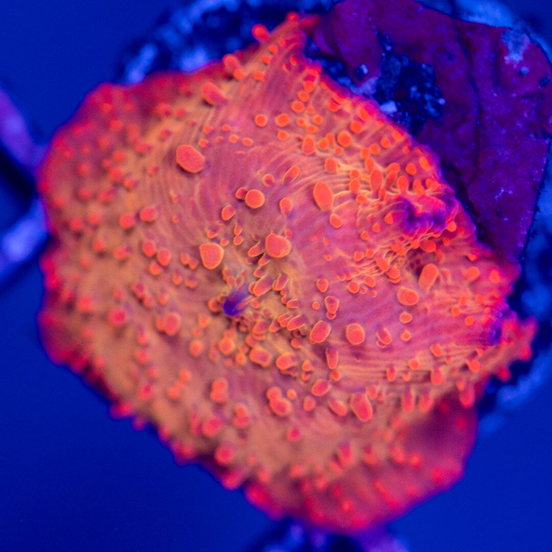 Hot Lava Discosoma 2G - WYSIWYG LPS Coral Reef Lounge USA 