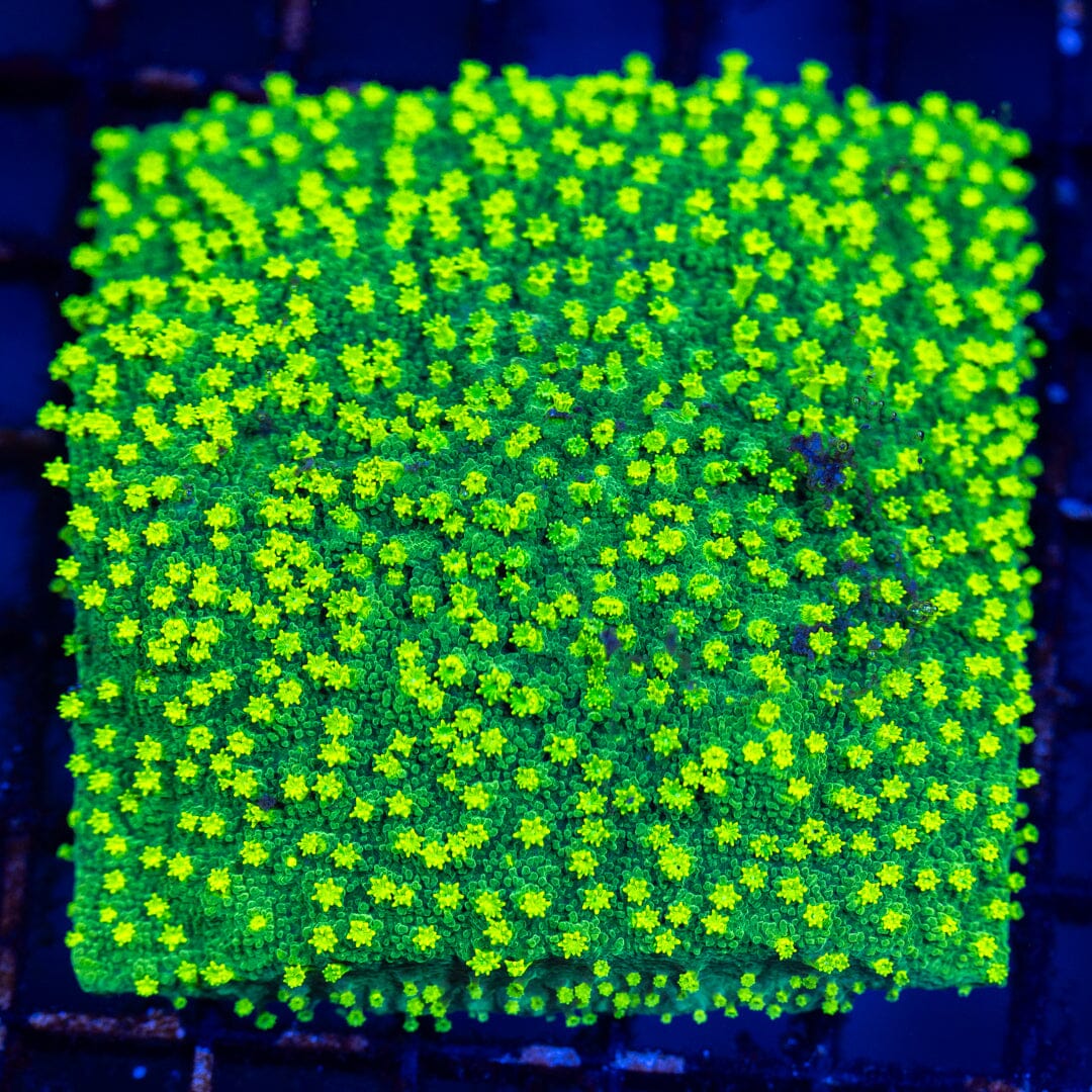 Hulk Smash Cyphastrea Reef Lounge Coral 