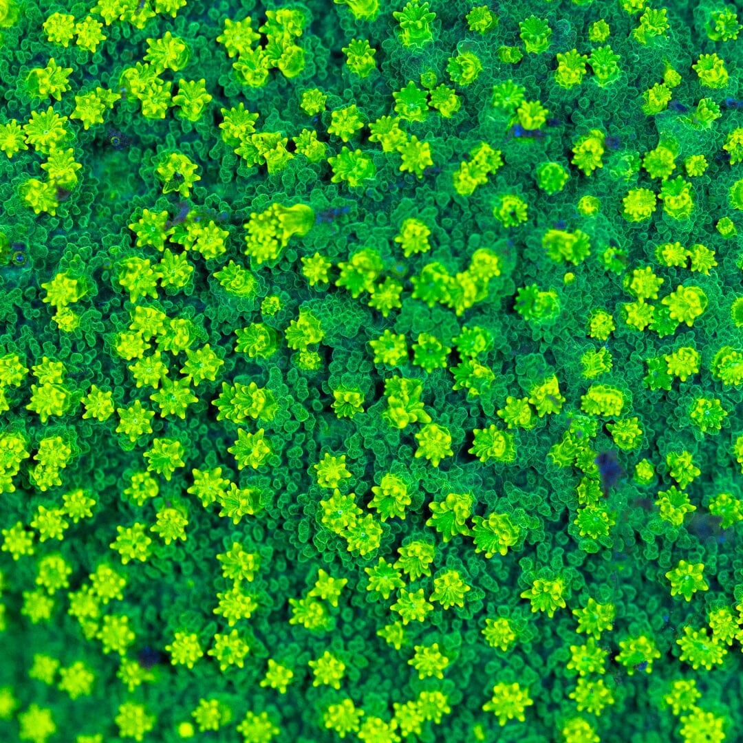 Hulk Smash Cyphastrea Reef Lounge Coral 