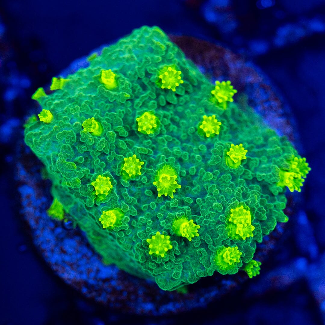 Hulk Smash Cyphastrea Reef Lounge Coral 
