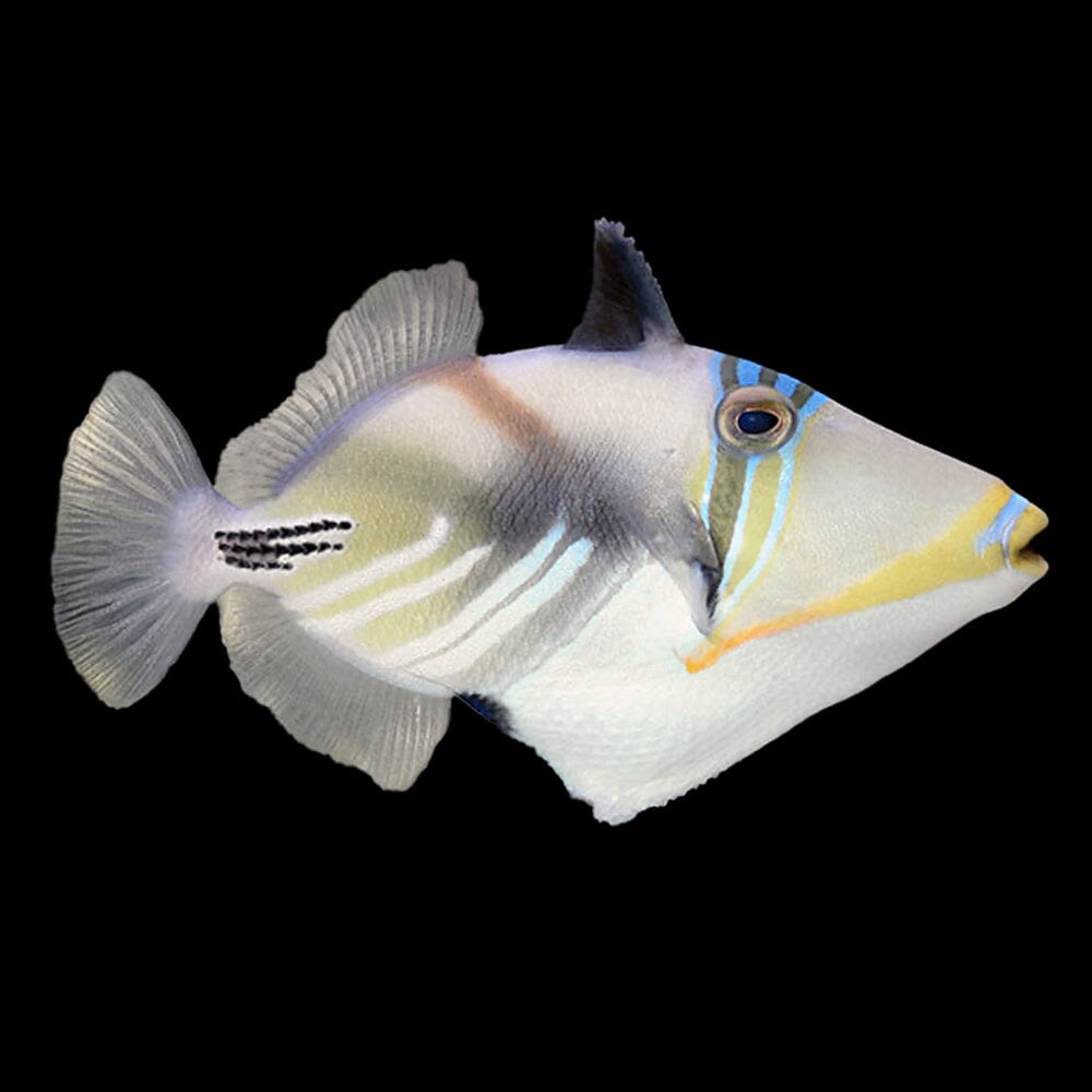 Humu Picasso Triggerfish Fish Reef Lounge USA 