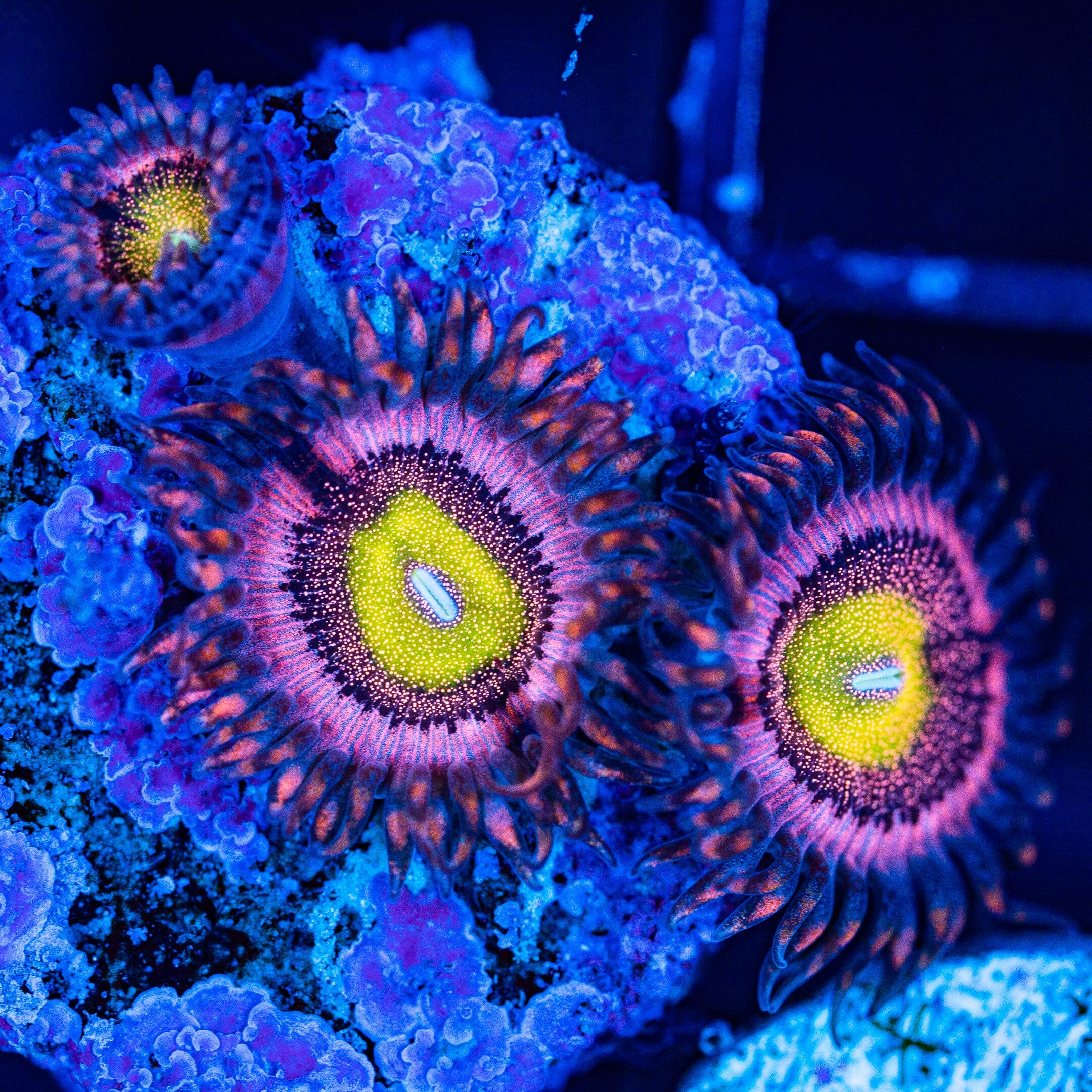 Hysteria Zoanthids Soft Coral Reef Lounge USA 