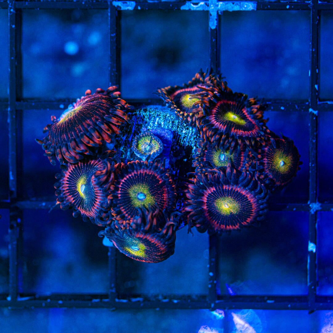 Hysteria Zoanthids (WYSIWYG Overgrown Plug) Reef Lounge Norco 