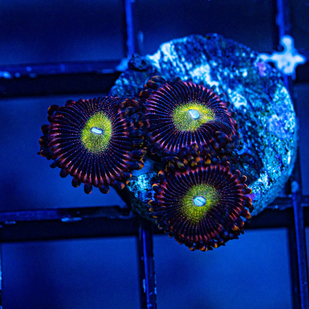 Hysteria Zoanthids (WYSIWYG Overgrown Plug) Reef Lounge Norco 