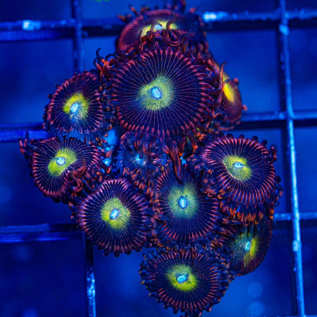 Hysteria Zoanthids (WYSIWYG Overgrown Plug) Reef Lounge Norco 