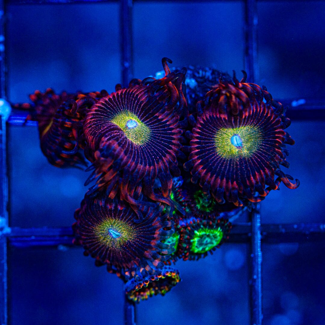 Hysteria Zoanthids (WYSIWYG Overgrown Plug) Reef Lounge Norco 