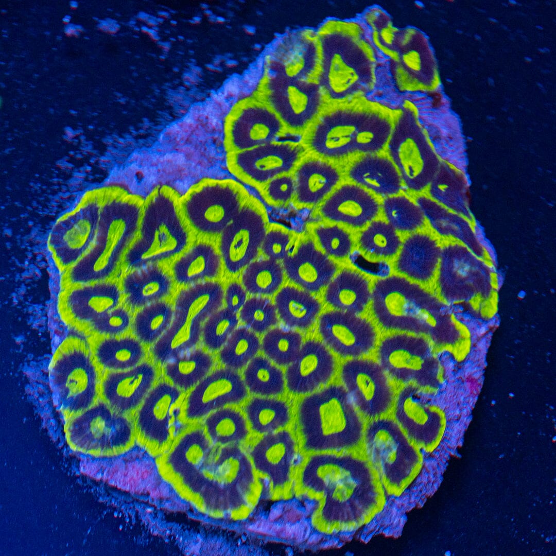 Incredible Hulk Favia Colony - WYSIWYG Reef Lounge Norco 
