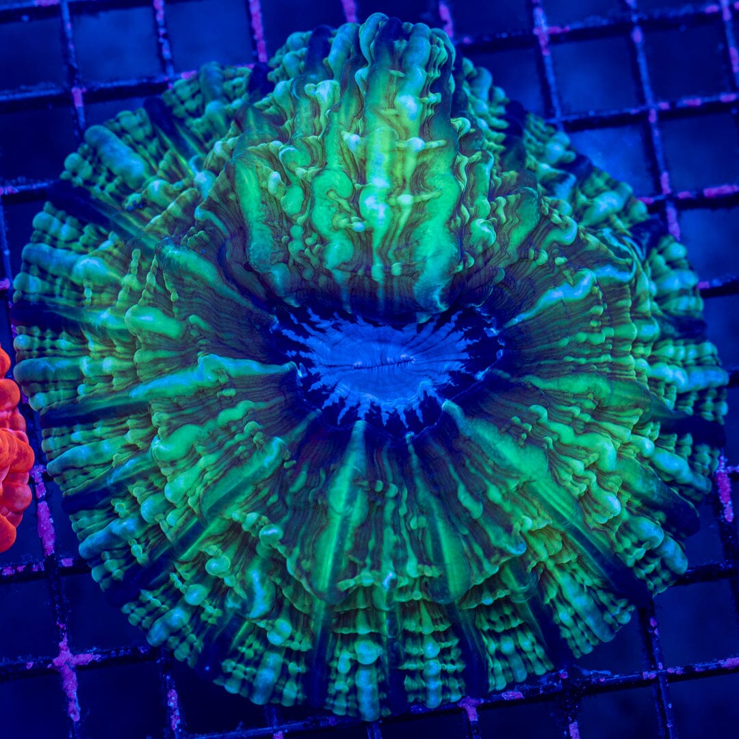 Indophyllia 1A - WYSIWYG Colony Reef Lounge Norco 