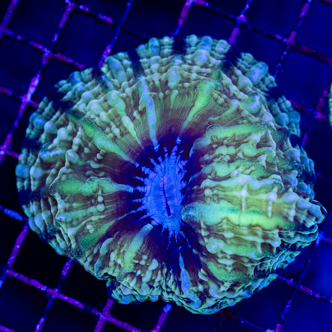 Indophyllia 1A- WYSIWYG LPS Coral Reef Lounge USA 