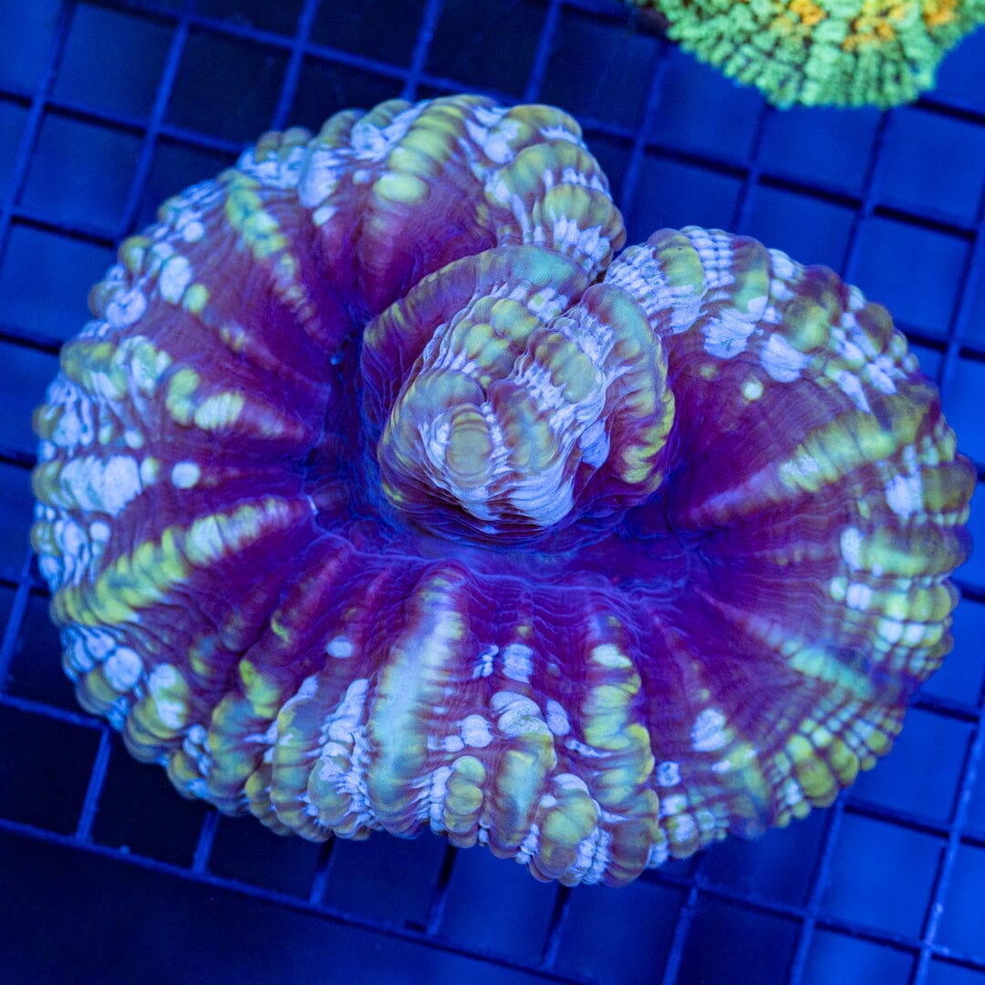 Indophyllia 1B - WYSIWYG Reef Lounge Coral 