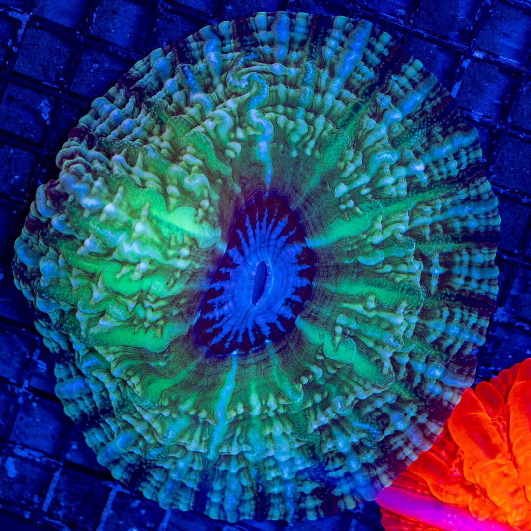 Indophyllia 3A - WYSIWYG Reef Lounge Norco 