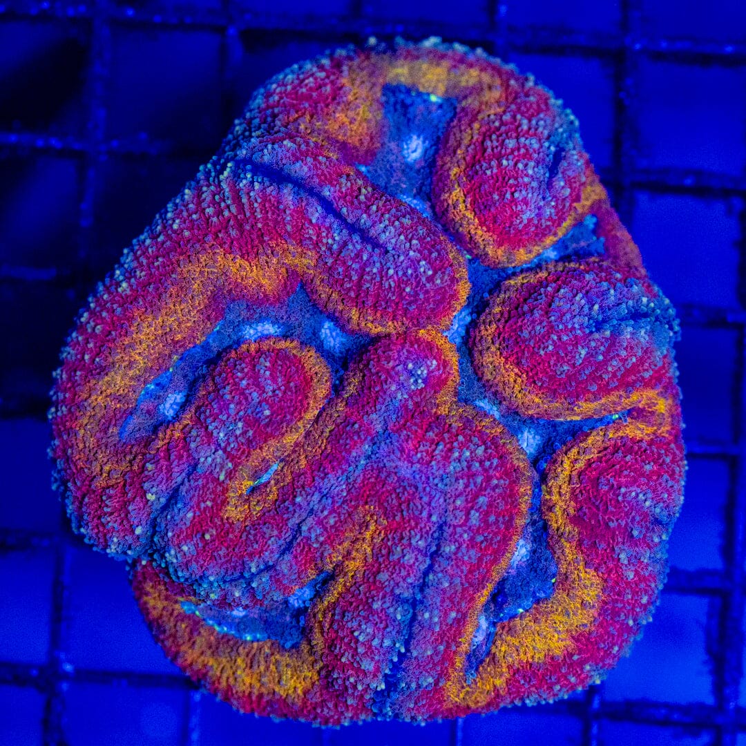 Iron Man Micro Lobo - WYSIWYG LPS Coral Reef Lounge USA 