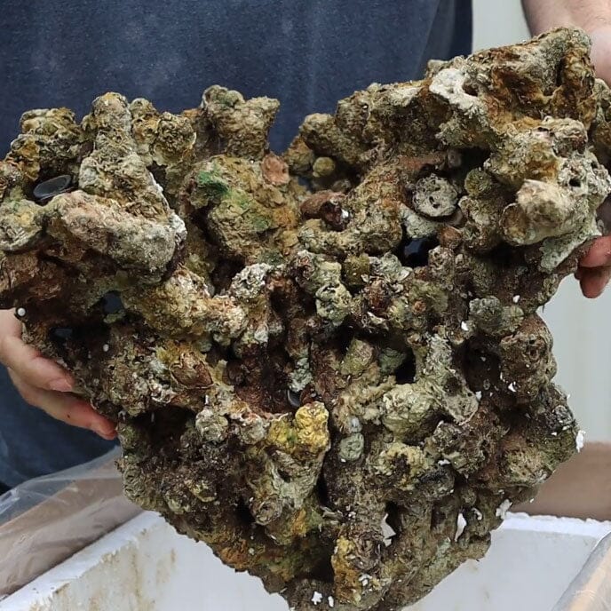 Jakarta Reef Rock Invertebrate Reef Lounge USA 